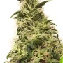 Насіння конопель Auto THC-Victory® від Dutch Passion